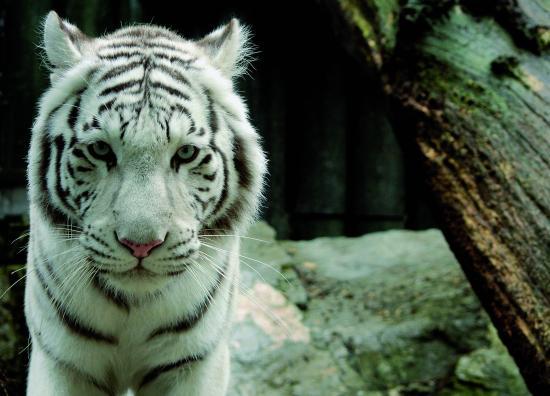 Zoologischer Garten Reichenberg